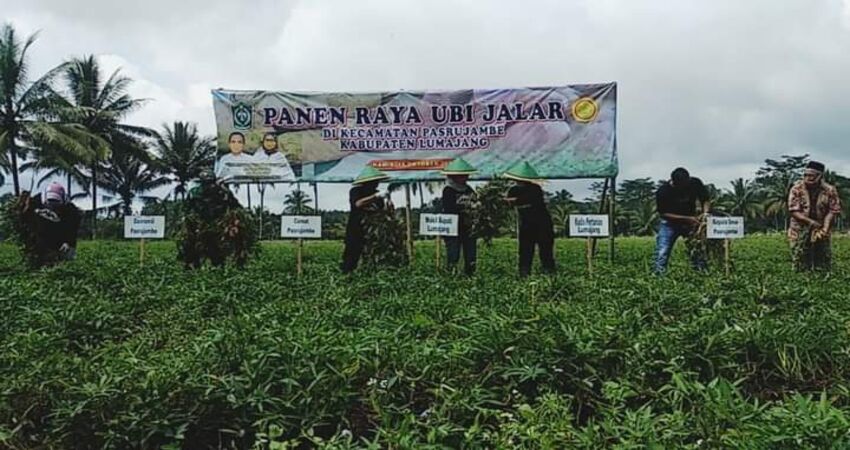 Wabub Lumajang, Indah Amperawati saat pelaksanaan panen raya ubi madu di Desa Pasrujambe, Kecamatan Pasrujambe.