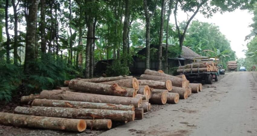 Penebangan  yang dilakukan di kawasan Alas Burno Hutan Damaran area Wisata Siti Sundari, Kabupaten Lumajang.