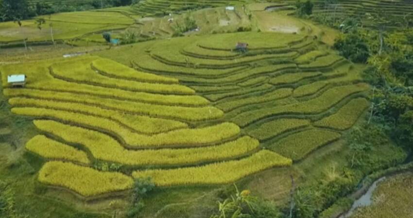 Panorama persawahan terasering yang berada di Desa Kalisemut, Kecamatan Padang, Lumajang.