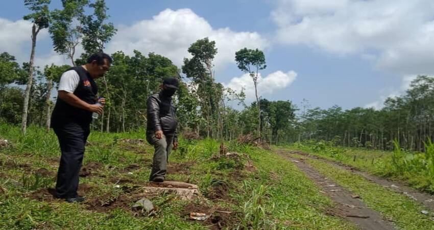 Bekas penebanngan pohon sonokeling di hutan Desa Sumber Rejo, Kecamatan Candipuro.