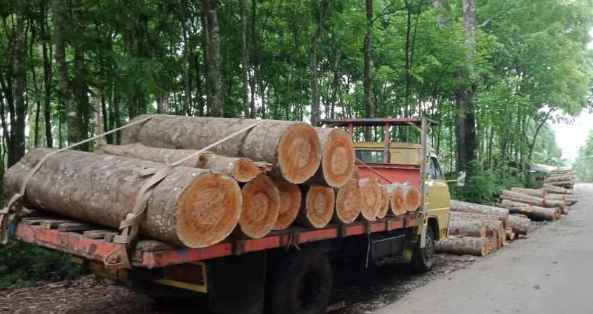 Kayu yang ditebang Perhutani di kawasan Alas Burno.