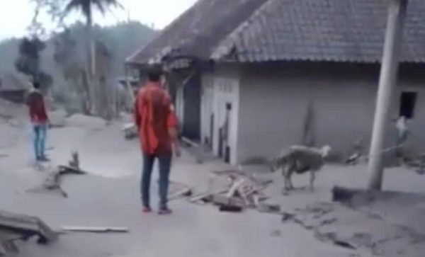 161 Hewan Ternak Warga Lumajang Mati jadi Korban Keganasan Awan Panas Guguran Semeru