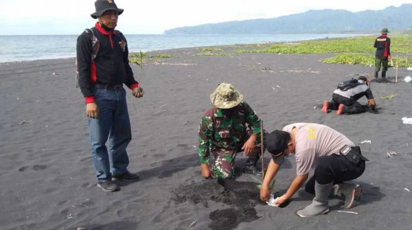 Rehabilitasi Pesisir Pantai Watu Godek, TNI bersama Polsek dan Perhutani Tempursari Lumajang Tanam Bibit Nyamplung