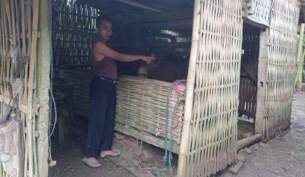 Lagi..Dua Desa di Kecamatan Klakah Lumajang jadi Sasaran Kawanan Pelaku Pencurian Sapi