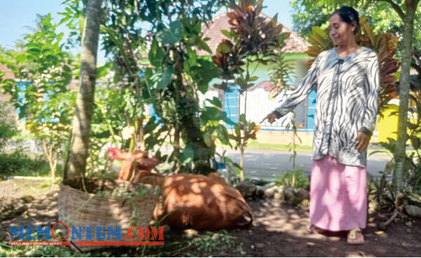 Kawanan Maling Sapi Terus Teror Warga Lumajang