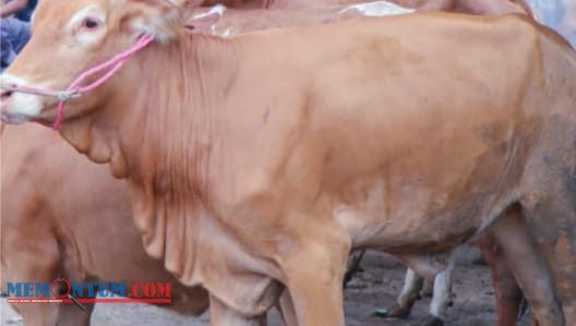 Maling Sapi dan Aksi Perampokan Teror Warga Kunir Lumajang