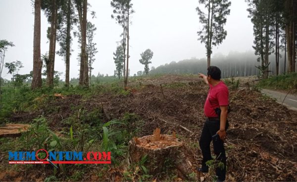 Warga Senduro Lumajang Dibuat Was-was Akibat KPH Probolinggo Lakukan Penebangan Pohon Damar di Wilayah Desa Burno