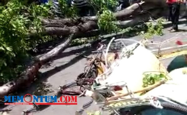 Pohon Tumbang di Pasar Baru Kota Probolinggo Makan Korban, Satu Pengayuh Becak Kritis dan Seorang Penumpang Diinformasikan Meninggal