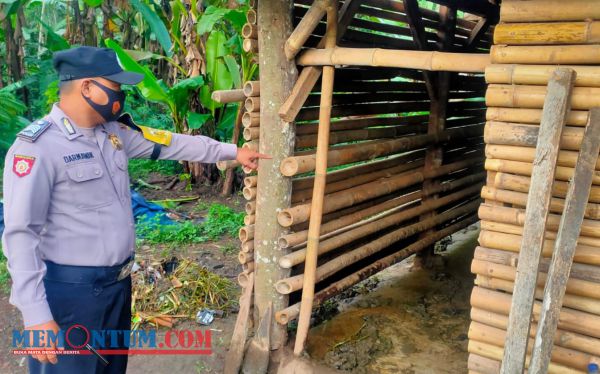 Maling Sapi Kembali Teror Warga Lumajang, Tiga Ekor dalam Satu Kandang Amblas