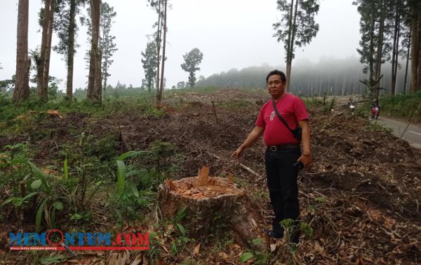 Masa Daur Jadi Alasan Perhutani KPH Probolinggo Tetap Lakukan Penebangan di Hutan Burno Lumajang