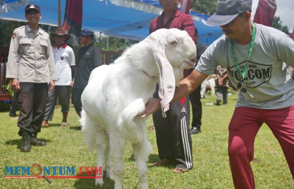 Pertahankan Kambing Ras Senduro, Pemkab Lumajang Gandeng Peternak Gelar Kontes Kambing