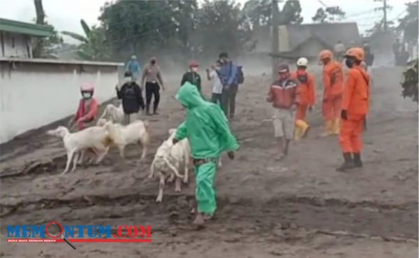 Antisipasi Pencurian Hewan Ternak di Lokasi Terdampak Semeru, Warga Sumberwuluh Lumajang Lakukan Evakuasi