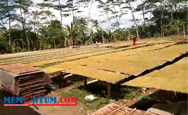 Pembagian BLT DBHCHT Lumajang Dikeluhkan Petani Tembakau Sumbersuko, Selain Tidak Terdata juga Bukan Penerima